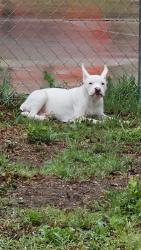 Lost Female Dog last seen Timbercreek Dr, San Antonio, TX 78227