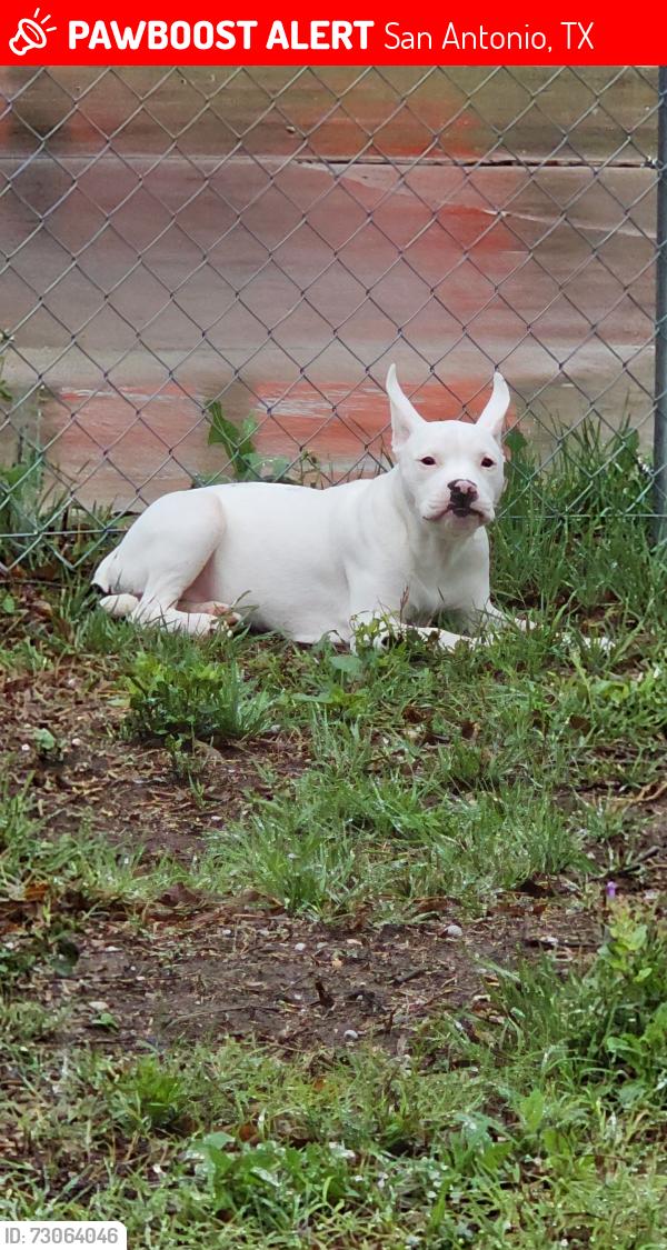 Lost Female Dog last seen Timbercreek Dr, San Antonio, TX 78227