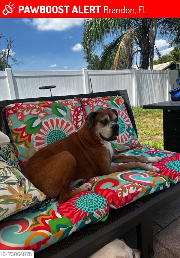 Lost Female Dog last seen Dogwood and woodhaven, Brandon, FL 33510