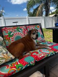 Lost Female Dog last seen Dogwood and woodhaven, Brandon, FL 33510