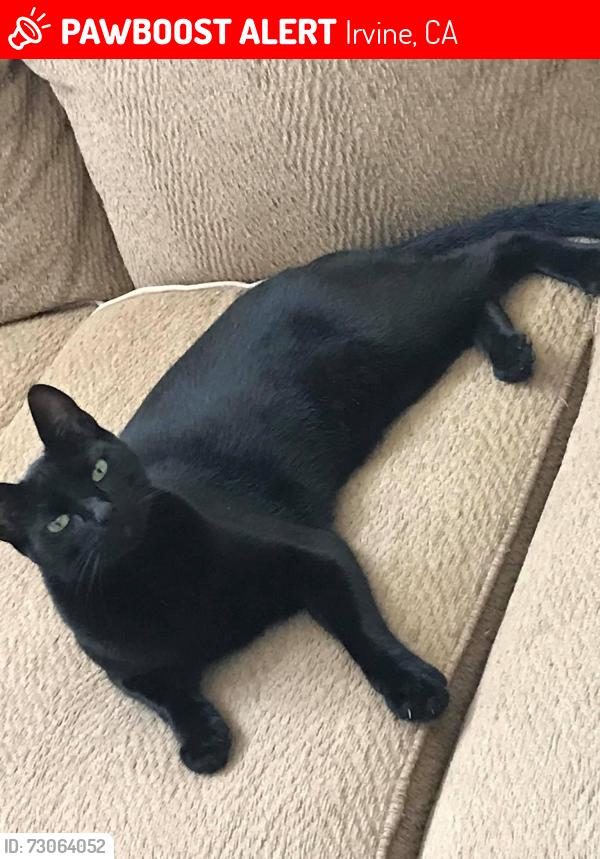 Lost Male Cat last seen Near the Portola springs pool but down an ally, Irvine, CA 92618