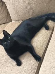 Lost Male Cat last seen Near the Portola springs pool but down an ally, Irvine, CA 92618
