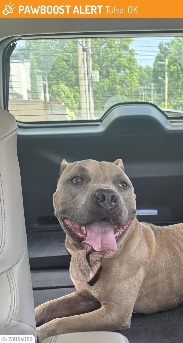 Found/Stray Male Dog last seen 36th Near Midtown Elliot School, Tulsa, OK 74103