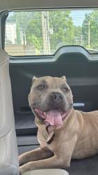Found/Stray Male Dog last seen 36th Near Midtown Elliot School, Tulsa, OK 74103