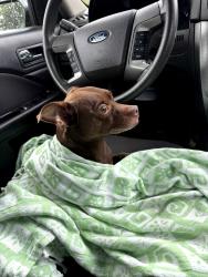 Found/Stray Male Dog last seen Arlington, Saint Paul, MN 55106