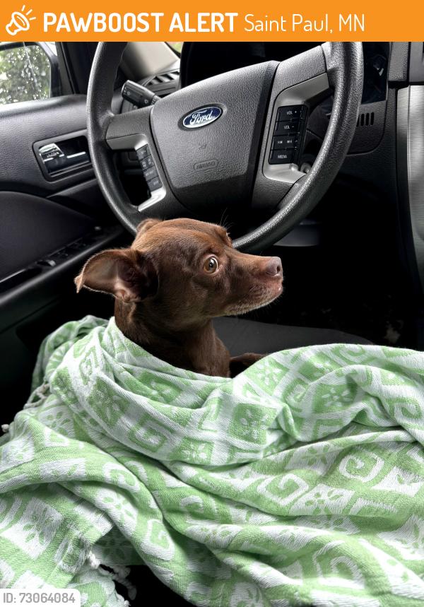 Found/Stray Male Dog last seen Arlington, Saint Paul, MN 55106