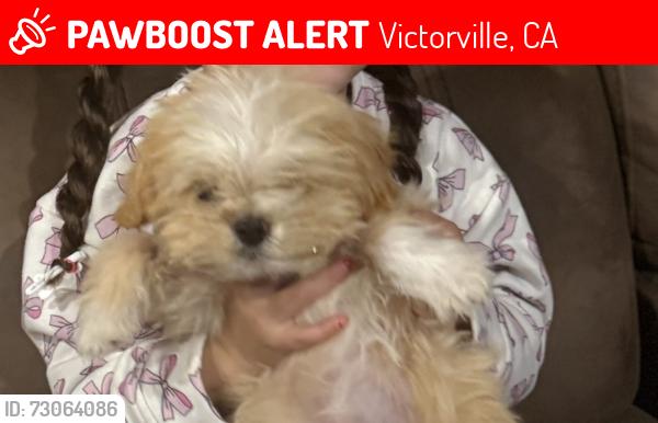Lost Female Dog last seen Hook park, Victorville, CA 92394