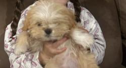 Lost Female Dog last seen Hook park, Victorville, CA 92394