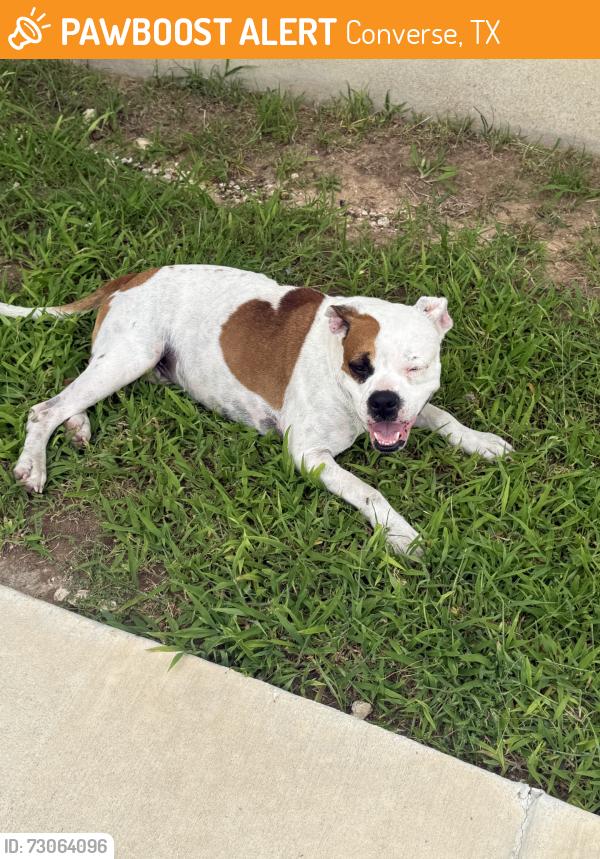 Found/Stray Male Dog last seen Griffith run by the idea school, Converse, TX 78109