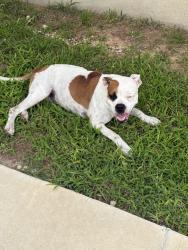 Found/Stray Male Dog last seen Griffith run by the idea school, Converse, TX 78109