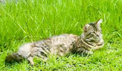 Lost Male Cat last seen 28th street, Gulfport, MS 39501