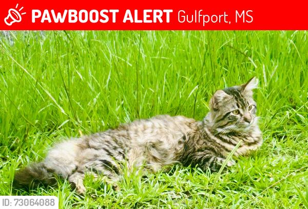 Lost Male Cat last seen 28th street, Gulfport, MS 39501