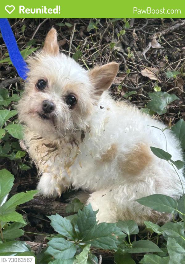 Reunited Unknown Dog last seen Intersection of Orange Street and Bradley Street, New Haven, CT 06511