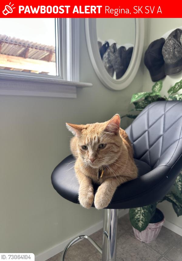Lost Male Cat last seen Horizon station park, Regina, SK S4V 4A7
