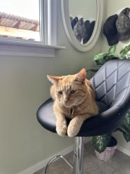 Lost Male Cat last seen Horizon station park, Regina, SK S4V 4A7