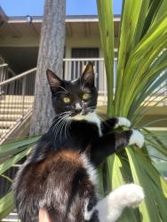 Reunited Female Cat last seen 4th St, Buena Park, CA 90621, USA, Buena Park, CA 90621