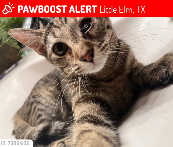 Lost Female Cat last seen willowlake dr,parkside,shady bend cir, Little Elm, TX 75068