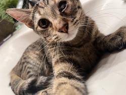 Lost Female Cat last seen willowlake dr,parkside,shady bend cir, Little Elm, TX 75068