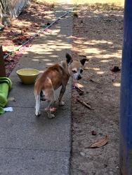 Reunited Male Dog last seen Between Gst and Hst, Merced, CA 95340