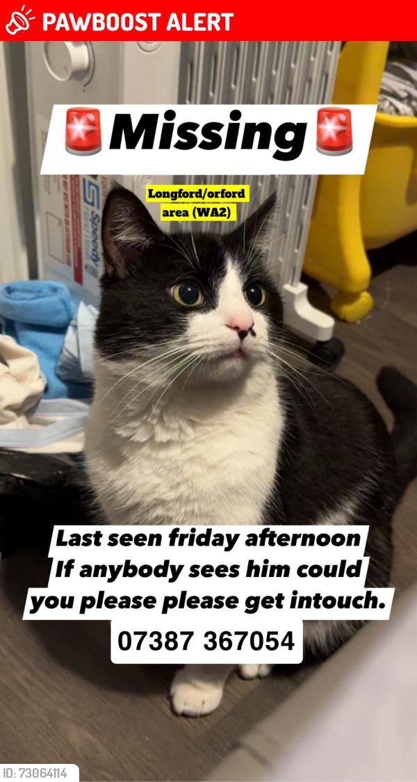 Lost Male Cat last seen Junction 9 retail park, Warrington, England WA2
