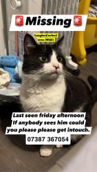 Lost Male Cat last seen Junction 9 retail park, Warrington, England WA2