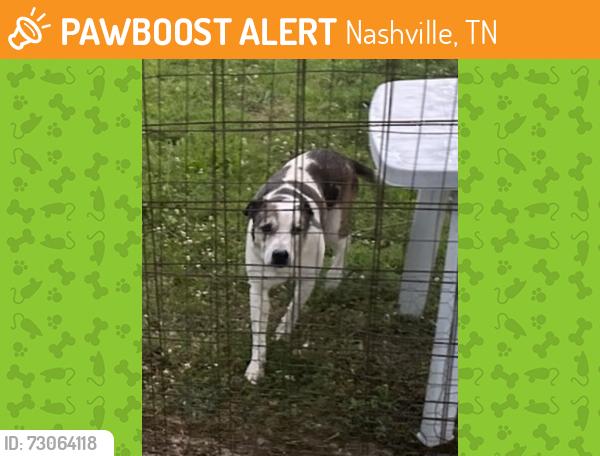 Found/Stray Female Dog last seen intersection of Cane Ridge and Old Franklin Road, Nashville, TN 37013