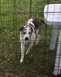 Found/Stray Female Dog last seen intersection of Cane Ridge and Old Franklin Road, Nashville, TN 37013
