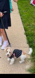 Reunited Female Dog last seen Near S Springfield Ave, Chicago, IL 60632, USA, Chicago, IL 60632