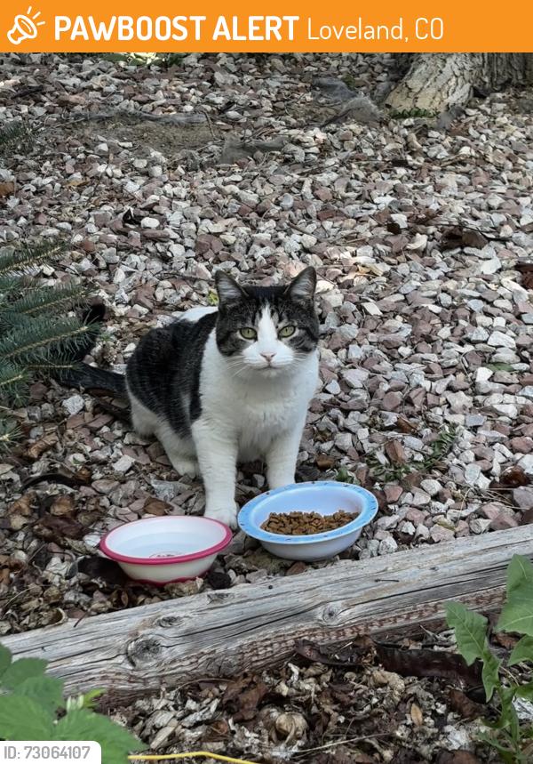 Found/Stray Unknown Cat last seen Gypsum and emerald in Pine Tree Village, Loveland, CO 80537