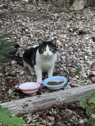 Found/Stray Unknown Cat last seen Gypsum and emerald in Pine Tree Village, Loveland, CO 80537