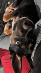 Lost Female Dog last seen Hale Road Maysville GA, Jackson County, GA 30558