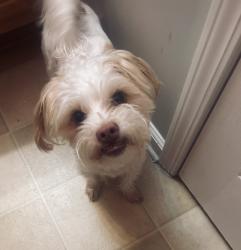 Found/Stray Male Dog last seen Fowler Park, Cumming, GA 30040