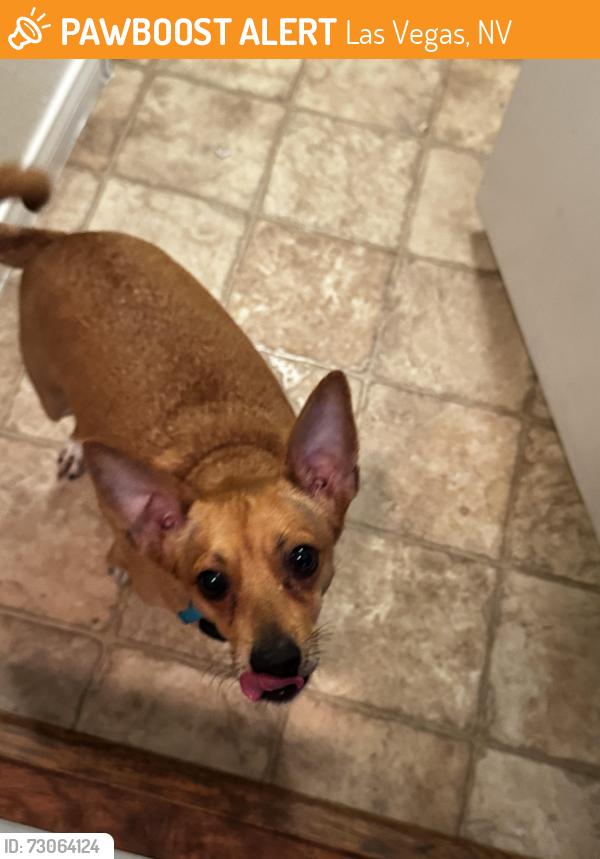Found/Stray Male Dog last seen Durango and gowan, Las Vegas, NV 89129