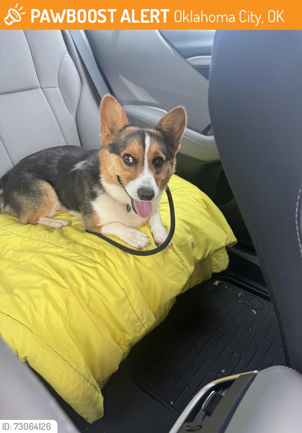Found/Stray Male Dog last seen Leaning Elm, Oklahoma City, OK 73120
