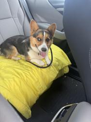 Found/Stray Male Dog last seen Leaning Elm, Oklahoma City, OK 73120