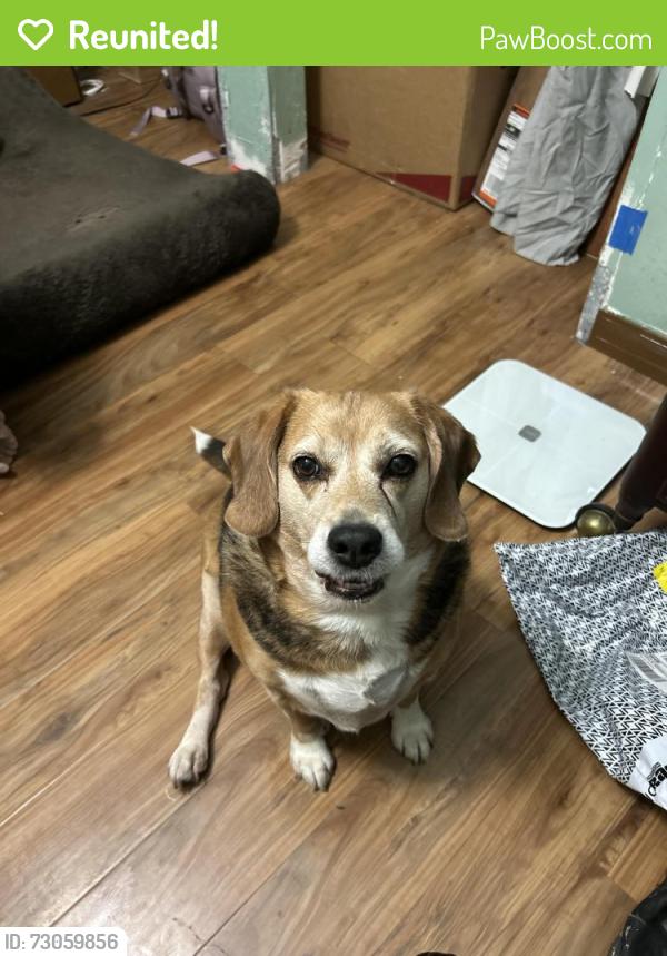 Reunited Male Dog last seen 131st Street Monarch Lakes, Miramar, FL 33027