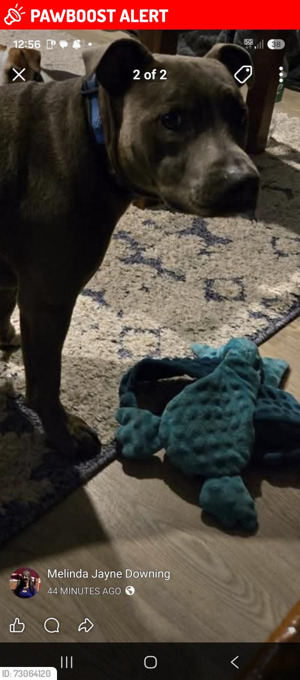 Lost Male Dog last seen Safeway shop carpark mt waverly, Mount Waverley, VIC 3149