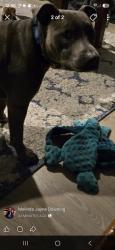 Lost Male Dog last seen Safeway shop carpark mt waverly, Mount Waverley, VIC 3149
