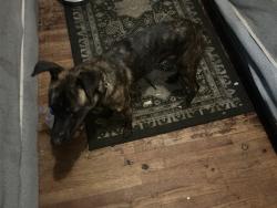 Lost Male Dog last seen pine Hurst park, Columbia, SC 29204