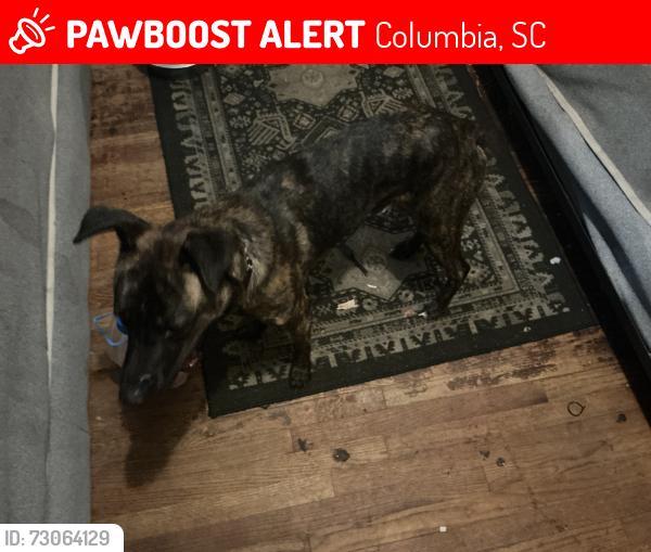 Lost Male Dog last seen pine Hurst park, Columbia, SC 29204