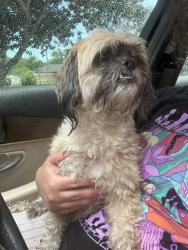 Reunited Female Dog last seen Addison and Amherst, Spring Hill, FL 34609