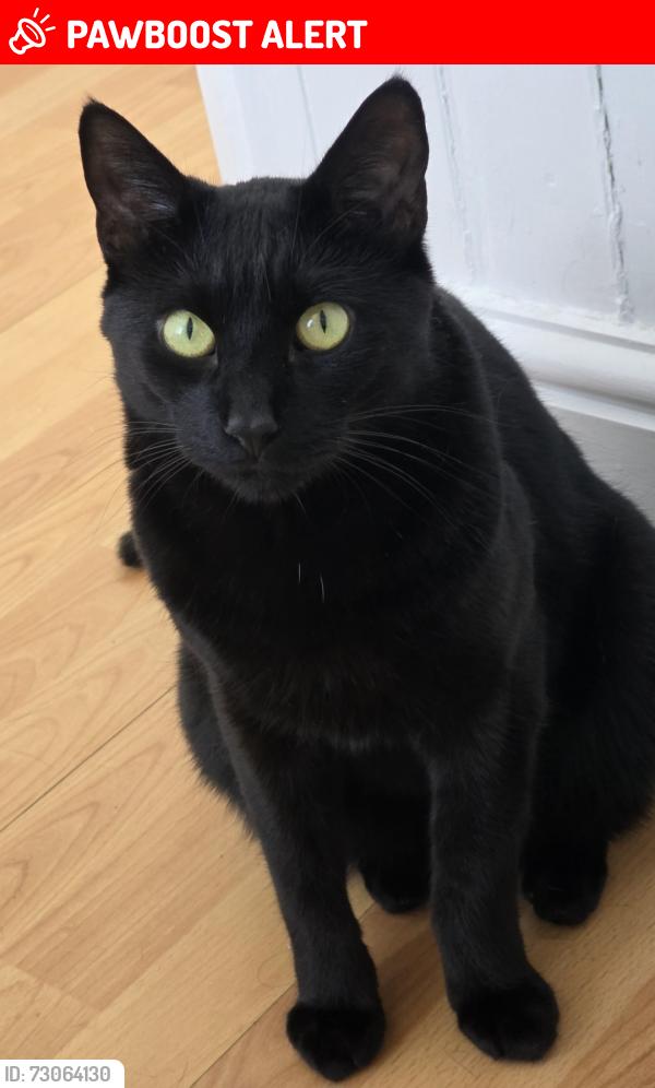 Lost Male Cat last seen Near north street, Luton, lu27qh, Luton, England LU2 7QH