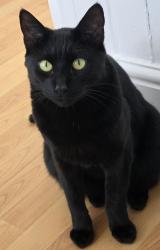 Lost Male Cat last seen Near north street, Luton, lu27qh, Luton, England LU2 7QH