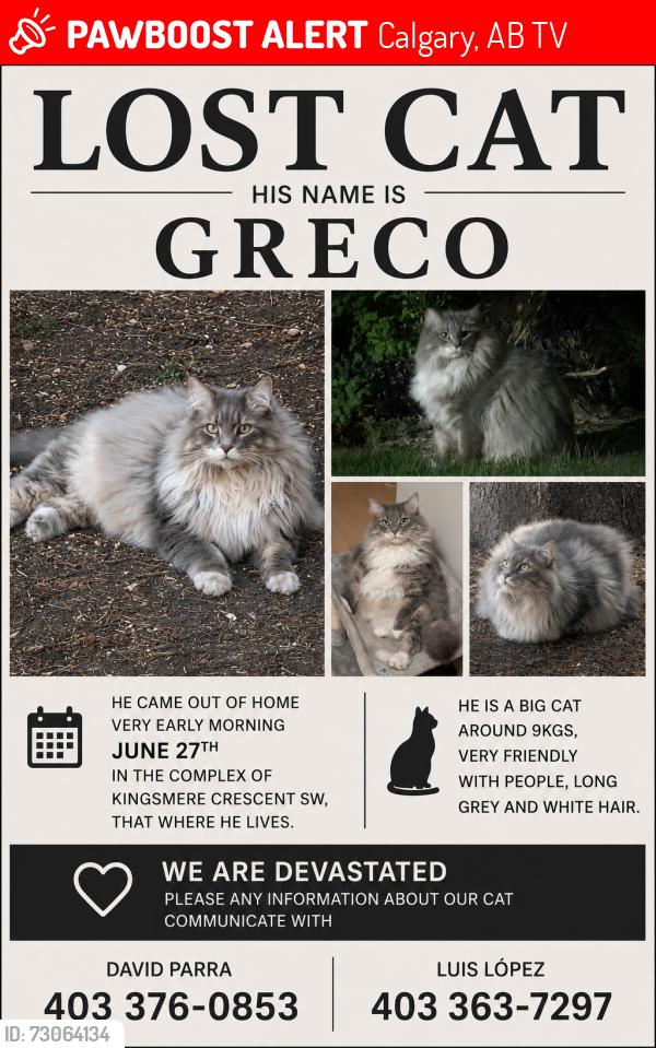 Lost Male Cat last seen In the complex of Kingsmere cres sw, Calgary, AB T2V