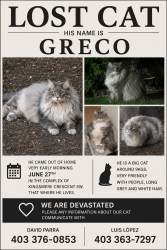 Lost Male Cat last seen In the complex of Kingsmere cres sw, Calgary, AB T2V
