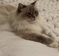 Lost Female Cat last seen Lincoln way, Auburn, CA 95603