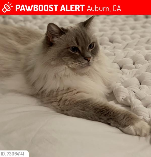 Lost Female Cat last seen Lincoln way, Auburn, CA 95603
