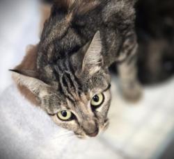 Shelter Stray Female Cat last seen , 3201 Lacy St, Los Angeles, CA 90031, USA