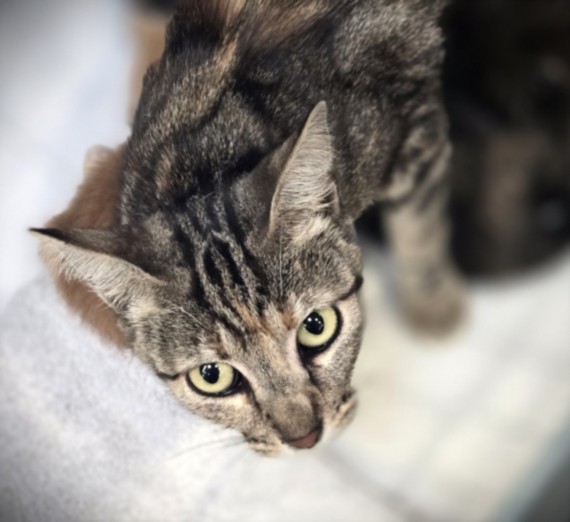 Shelter Stray Female Cat last seen , 3201 Lacy St, Los Angeles, CA 90031, USA