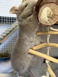 Lost Male Other last seen Tennessee and 20th street , San Francisco, CA 94107